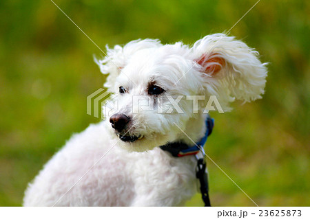 ボロニース 小型犬 犬 白い犬の写真素材