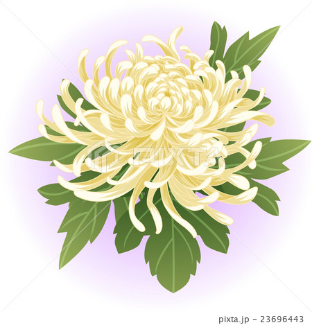 しらぎく 花のイラスト素材 しらぎく 花のイラスト素材