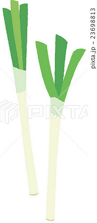 長ネギ かわいいのイラスト素材