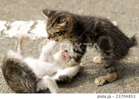 猫 子猫 じゃれる じゃれ合うの写真素材