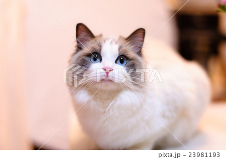 猫 ラグドール 美しい 美の写真素材