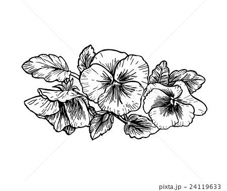 花 パンジー モノクロ 白黒のイラスト素材