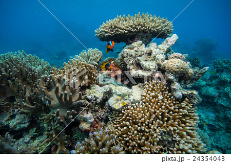 海中 ニモ 魚 グレートバリアリーフの写真素材