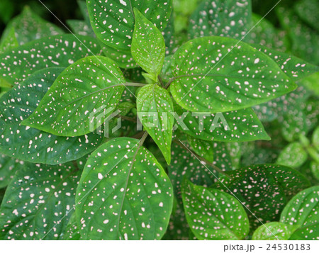 ヒポエステス 緑 ピンク 観葉植物の写真素材