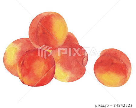 スモモのイラスト素材