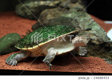 ジーベンロックナガクビガメの写真素材