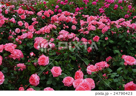薔薇 ピンクパンサー 植物 蕾の写真素材