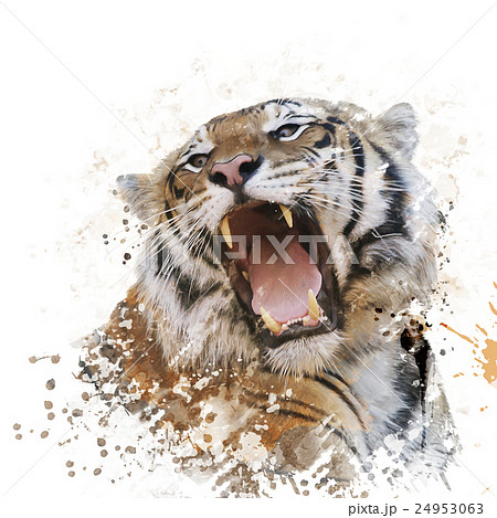 タイガー トラ 虎 吠えるのイラスト素材 Pixta