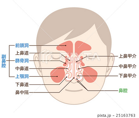 篩骨のイラスト素材