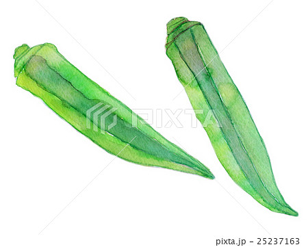 オクラ 水彩 挿絵 野菜のイラスト素材