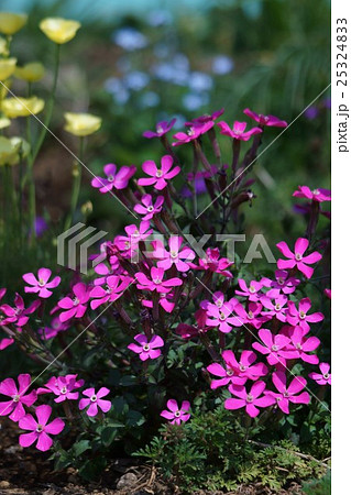 花 植物 花壇 シレネの写真素材