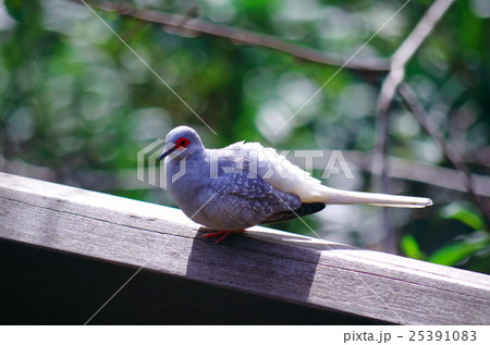 赤い目 薄雪鳩 ウスユキバト 小型ハトの写真素材