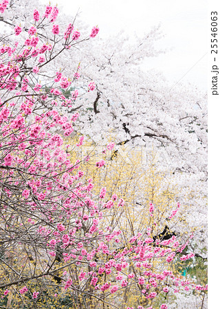 高画質 桜 さくら 写真の写真素材