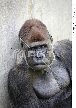 ゴリラ 顔 アップ 動物の写真素材 ゴリラ 顔 アップ 動物の写真素材