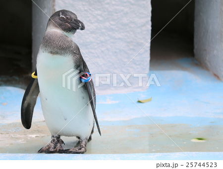 ペンギン 上野動物園 ぺんぎん かわいいの写真素材