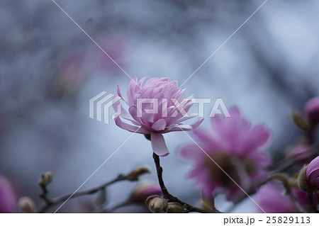 八重姫辛夷 ヤエヒメコブシ 花言葉は 信頼 の写真素材