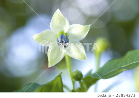 唐辛子 花唐辛子 花とうがらし 緑の葉の写真素材
