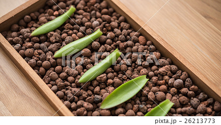 多肉植物 並べる ハイドロカルチャー ハイドロの写真素材
