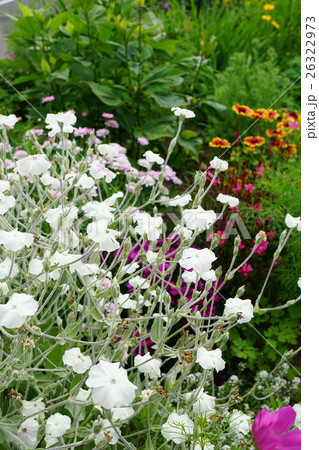 スイセンノウ 花の写真素材