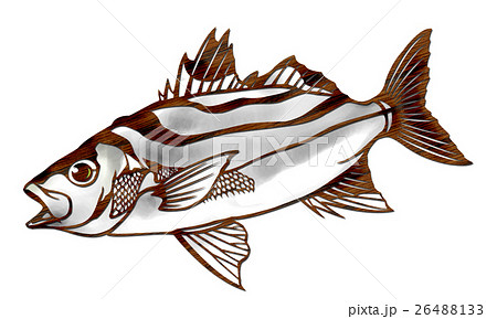 イサキ イラスト 魚の写真素材