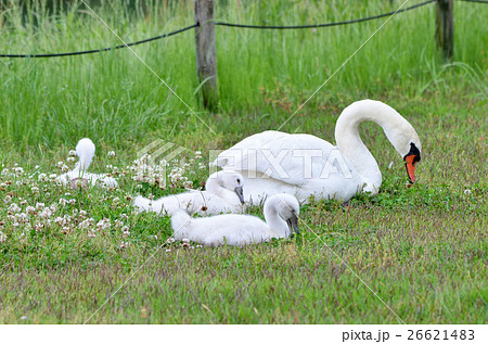 鳥 親子 子育て 白鳥 雛の写真素材