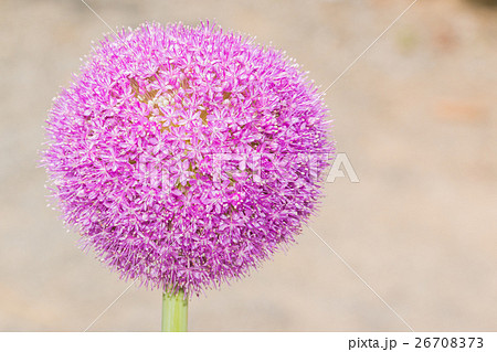 丸形の花 緑の茎 紫の花 紫の写真素材