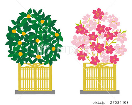 雛飾り ひな壇 桜橘の写真素材