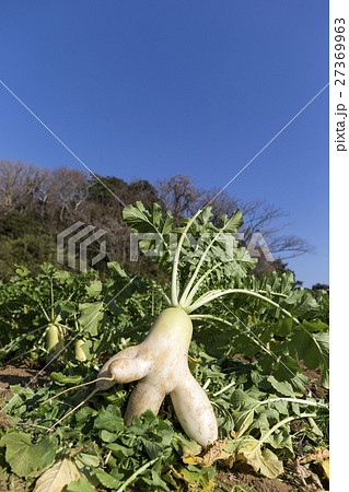 畑 大根 おもしろい 野菜の写真素材