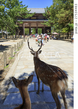 奈良県 東大寺境内の鹿の写真素材