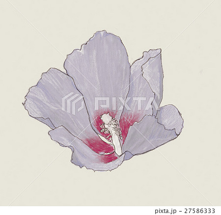 ムクゲ 花のイラスト素材