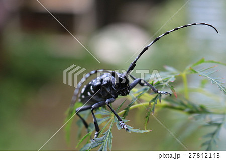 ゴマダラカミキリ カミキリムシ 昆虫 水玉の写真素材