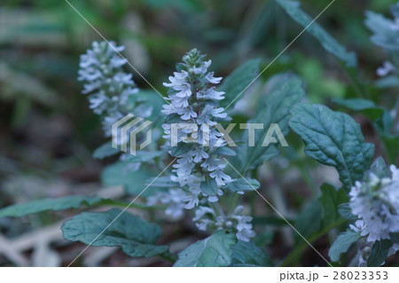 十二単 ジュウニヒトエ 花言葉は 強い結びつき の写真素材