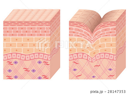 皮膚のイラスト素材