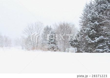 雪原 積雪 寂しい モノトーンの写真素材