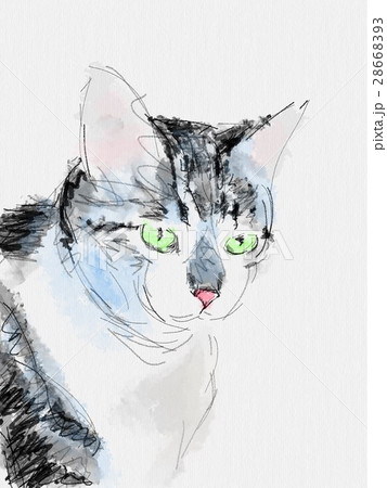 猫 イラスト スケッチ ペン画のイラスト素材