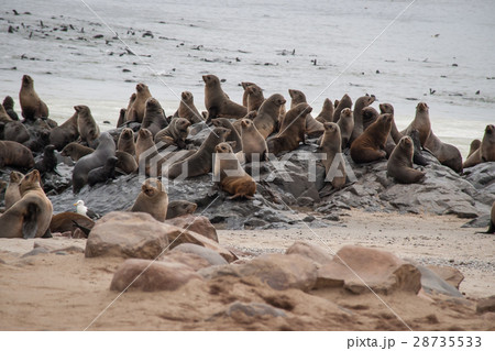 ケープクロス 南アフリカオットセイ オットセイ 群れの写真素材