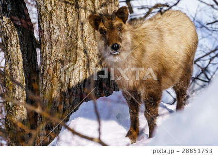 ニホンカモシカ カモシカ 冬 羚羊の写真素材 - PIXTA