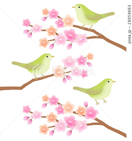 ウグイス 鳥 桜の枝 うぐいすのイラスト素材