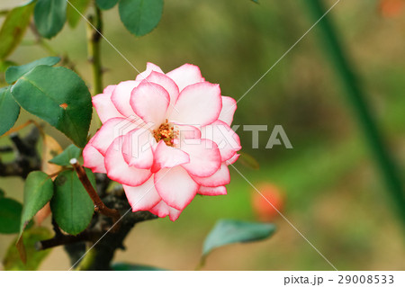 ふちが赤いバラの花の写真素材