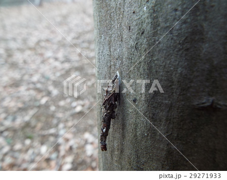 蓑虫 ぶら下がる 昆虫 虫の写真素材 Pixta