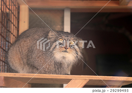 マヌル猫 埼玉県こども動物自然公園 モウコヤマネコ 中央アジアの写真素材