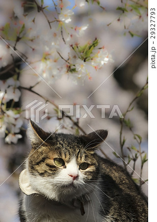 猫 木登り 上野公園 桜の写真素材