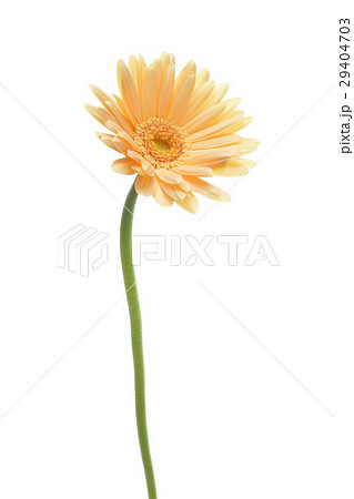 ガーベラ 黄色 一輪 花の写真素材