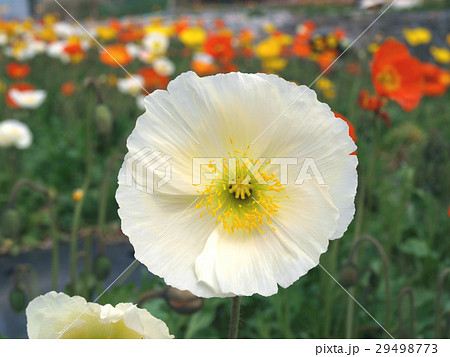 ポピー 白 大輪 花畑の写真素材