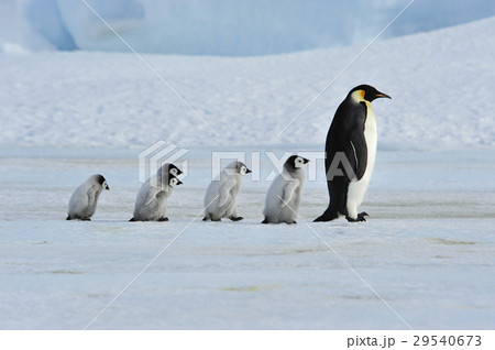 皇帝ペンギン ペンギン 赤ちゃん ヒナの写真素材