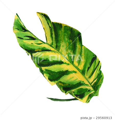 ハワイアン 葉の写真素材