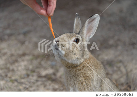 野良うさぎの写真素材