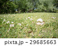 芝生に咲く白い花の写真素材