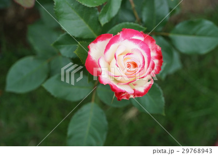 花 バラ 薔薇 ツートンカラーの写真素材 - PIXTA