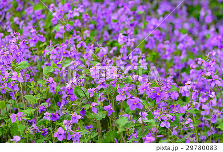 ダイコンの花 ダイコンノハナ だいこんのはな 花の写真素材